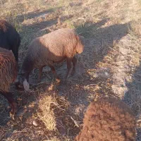 بره ماده