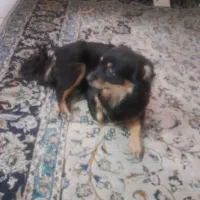 سگ نژاد دار