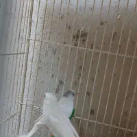 تعدادی فنچ بالغ وجوجه فروشی|پرنده|فردوس (خراسان), |دیوار