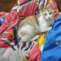 گربه گم شوده ملاصدرا|گربه|دزفول, |دیوار