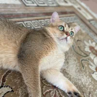 گربه نر بالغ گلد