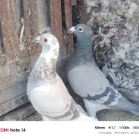 کفتر مسافتی خون خالص