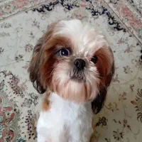 شیتزو ماده - با قیمت مناسب|سگ|پردیس, فاز ۳|دیوار