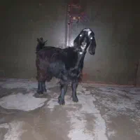 بز سالم|حیوانات مزرعه|اسلامآباد غرب, |دیوار