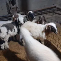 کاور پروار|حیوانات مزرعه|کارزان, |دیوار