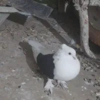 کبوتر دوکت سیاه ماده|پرنده|چرام, |دیوار