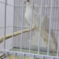 عروس هلندی مولد البینو و دوکت جفت حلقه پا|پرنده|شیراز, شهرک گلستان|دیوار