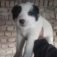 سگ الابای|سگ|گرگان, |دیوار