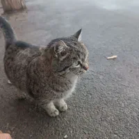 واگذاری گربه رایگان به شرط یه سرپرست خوب