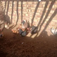 ده عدد مرغ محلی تخمگذار