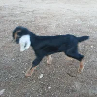 کهره شیری فروشی