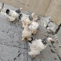مرغ برهما
