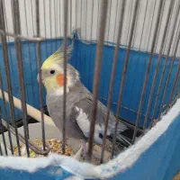 عروس هلندی نر