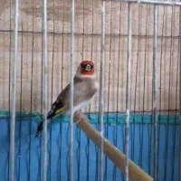 نر تکثیر قفس متولد قفس