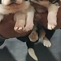 توله سرابی|سگ|اصفهان, رهنان|دیوار