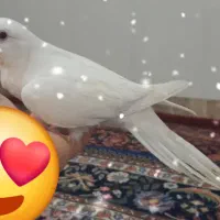 طوطی راهب آلبینو
