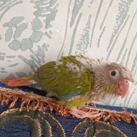 طوطی گرینچیک آناناسی