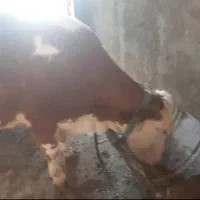 گاوسیمینتال