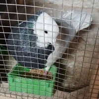 طوقی جوجه.جفت|پرنده|نیشابور, شریعتی|دیوار