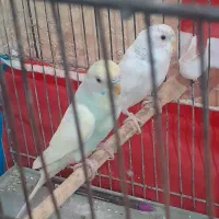 مرغ عشق