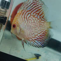 دیسکس ۴ اینچ