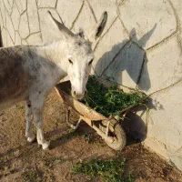 خر یا الاغ ماده|حیوانات مزرعه|مشهد, طبرسی شمالی|دیوار