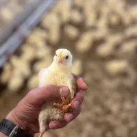 کارگر ساده مرغداری طرازکوه(پشت بیمارستان قائم)