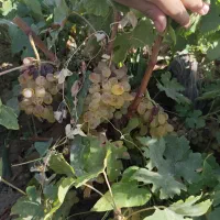 شیره محلی|خوردنی و آشامیدنی|قزوین, |دیوار