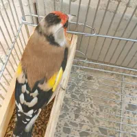 سهره دورگ|پرنده|شیراز, گویم|دیوار