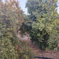 فروش باغ شهری جنت شهر وصل اسفالت|فروش زمین و ملک کلنگی|جنت, |دیوار