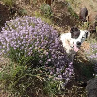 یک عدد سگ|حیوانات|حلب, |دیوار