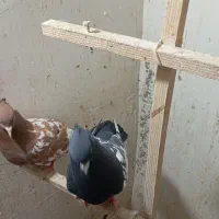 کبوتردورنگ|پرنده|اقبالیه, |دیوار