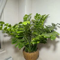 زاموفیلیا برگ پهن غول پیکر