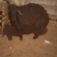 بره قوچ توخمی بشرت همیچی تمام