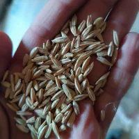 جو بذری دیم قیمت ۳۲