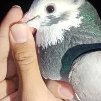 یک جفت ابلغ