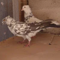 کفتر‌پرشی‌تهران