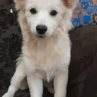 سگ میکس سفید