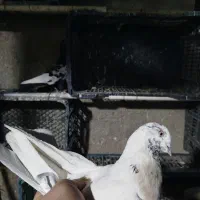 کبوتر پرشی کله دار کله برنجی