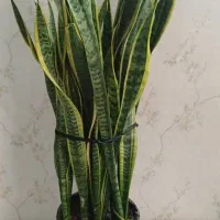 سانسوریا زامفولیا