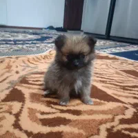 پامریین سایز صفرر