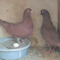 سرخ کرمونی سوسکی قره مینا شامی