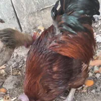 مرغ تخمگذار