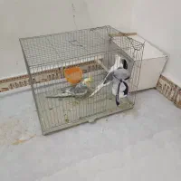 عروس هلندی سرحال|پرنده|هندیجان, |دیوار