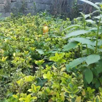 شمشاد طلایی|گل و گیاه طبیعی|کلاچای, |دیوار