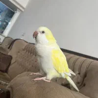 طوطی راهب گمشده مژدگانی|حیوانات|تربتحیدریه, مظفریه|دیوار