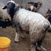 9میش و یک عدد نرمیش بختیاری درجه یک