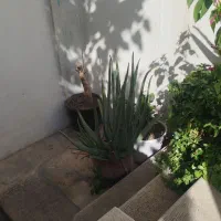 آلوورا گوشتی|گل و گیاه طبیعی|تهران, ایوانک|دیوار