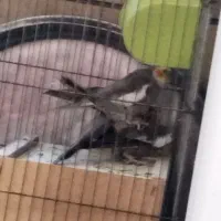 جفت طوطی عروس هلندی بالق دو بار ازشون تخم گرفتم