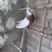 طوقه دار سرخ|پرنده|تاکستان, |دیوار